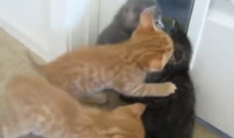 动物搞笑短视频,动物界的喜剧之王